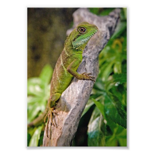 Photo Impression de dragon d'eau chinois (Devant)