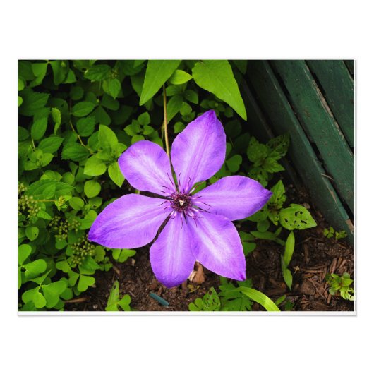 Photo Impression de fleur violette (Devant)