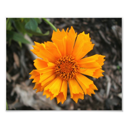 Photo Impression de fleurs jaunes (Devant)