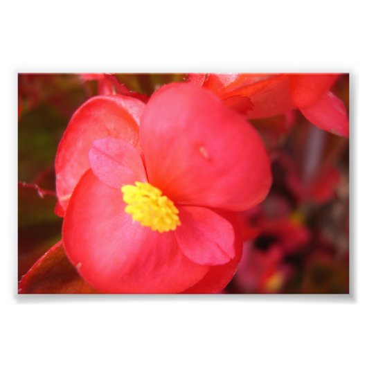 Photo Impression de fleurs rouges (Devant)