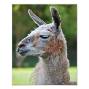 Photo Impression de lama