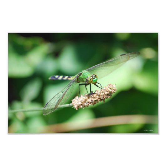 Photo Impression de libellules de Pondhawk oriental (Devant)