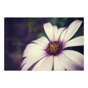 Photo Impression de marguerite.