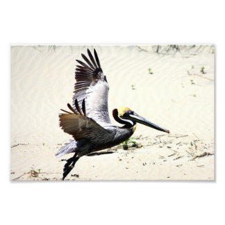 Photo Impression de Pélican, Art Mural, Cadeaux, Oiseaux
