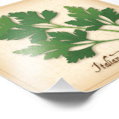 Photo Impression de photos de persil italien (Coin)