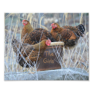 Photo Impression de photos de poulets pour filles