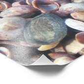 Photo Impression de photos du coquillage (Coin)