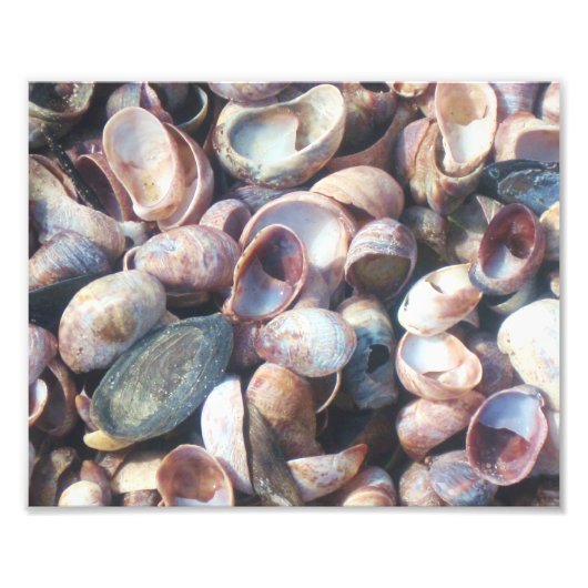 Photo Impression de photos du coquillage (Devant)