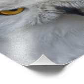 Photo Impression de portrait de harfang des neiges (Coin)