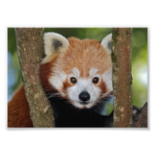 Photo Impression de portrait de panda (Devant)