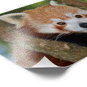 Photo Impression de portrait de panda (Coin)