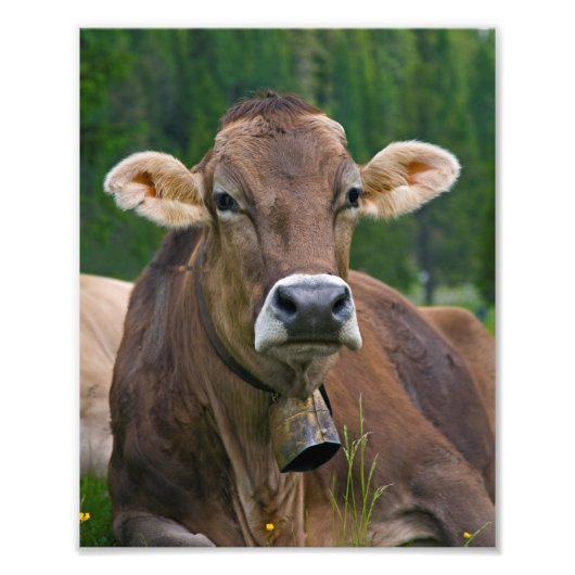 Photo Impression de vache alpine (Devant)