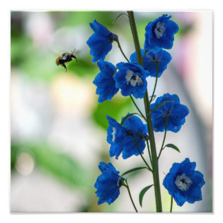 Photo Impression de visite bleue d'une abeille (Moyen :