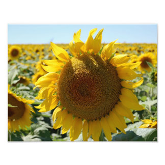 Photo Impression du champ de tournesol