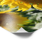 Photo Impression du champ de tournesol (Coin)