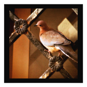 Photo Impression d'une jolie colombe