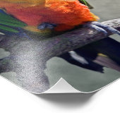 Photo Impression Jenday Conure (Coin)