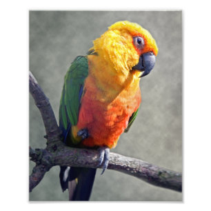 Photo Impression Jenday Conure
