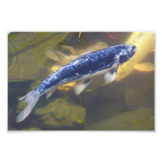 Photo Impression koi bleue