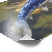 Photo Impression koi bleue (Coin)