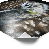 Photo Impression Little Owl (Coin)