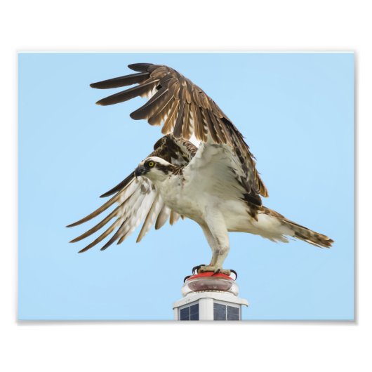 Photo Impression Osprey Unfurled 8x10 (Devant)