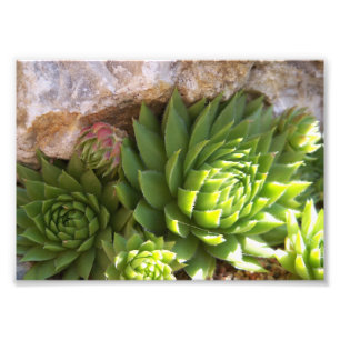 Photo Impression photographique-Cactus
