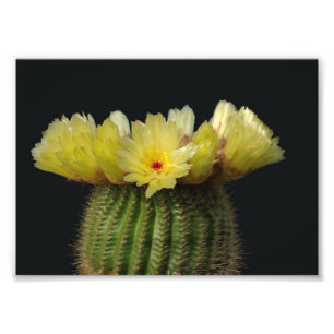 Photo Impression photographique-Cactus en fleurs