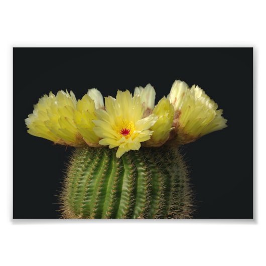 Photo Impression photographique-Cactus en fleurs (Devant)