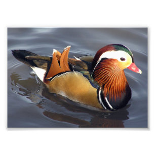 Photo Impression photographique - Canard mandarin