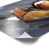 Photo Impression photographique - Canard mandarin (Coin)