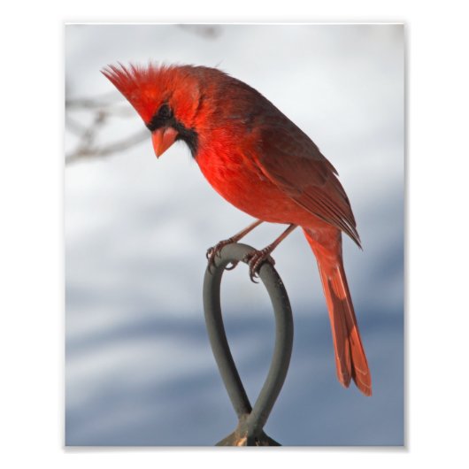 Photo Impression photographique cardinale (Devant)