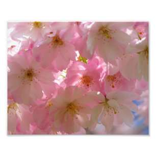 Photo Impression photographique-Cerisiers en fleurs