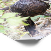 Photo Impression photographique de Dindon Sauvage (Coin)