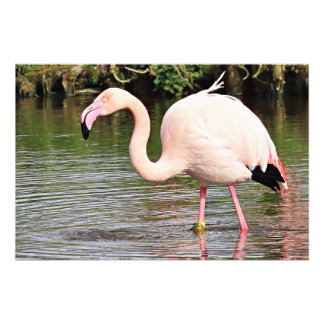 Photo Impression photographique de Flamant rose supérieu