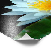 Photo Impression photographique de nénuphar (Coin)