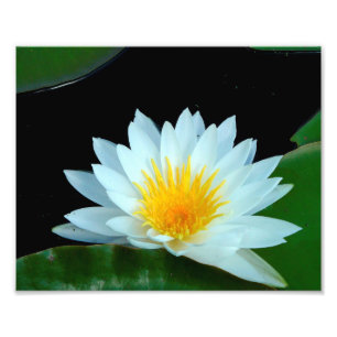 Photo Impression photographique de nénuphar