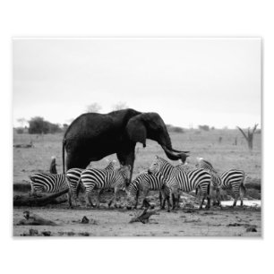 Photo Impression photographique Éléphant & Zèbres
