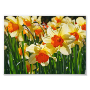 Photo Impression photographique - jonquilles