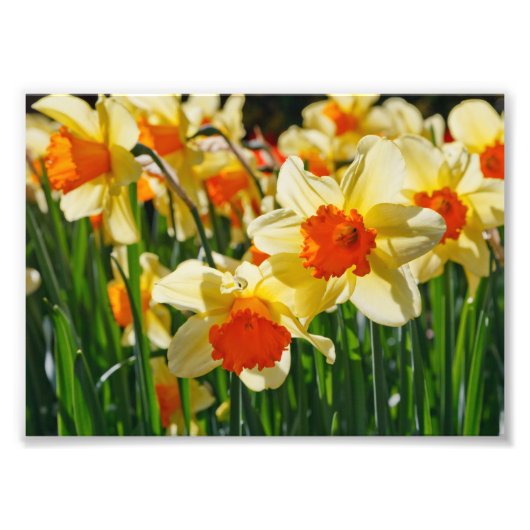 Photo Impression photographique - jonquilles (Devant)
