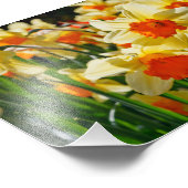 Photo Impression photographique - jonquilles (Coin)