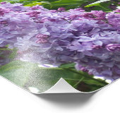 Photo Impression photographique lilas (Coin)