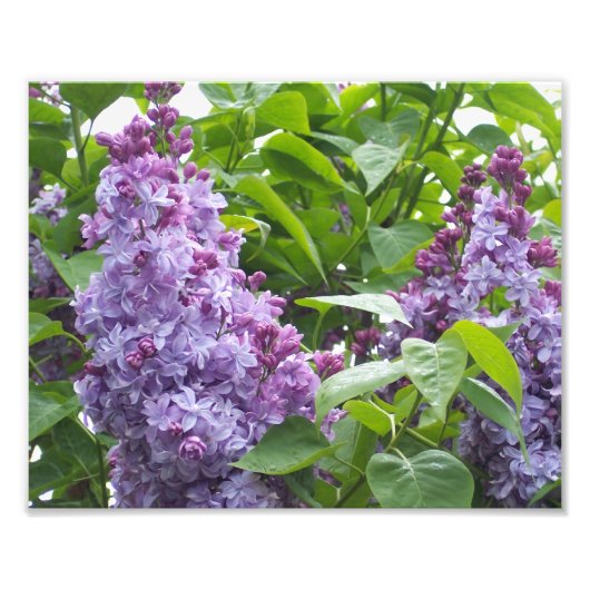 Photo Impression photographique lilas (Devant)