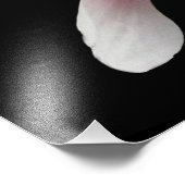 Photo Impression photographique 'Magnolia en fleurs' (Coin)