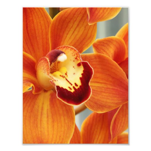 Photo Impression photographique Orchidées (Devant)
