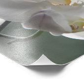 Photo Impression photographique Orchidées blanches (Coin)