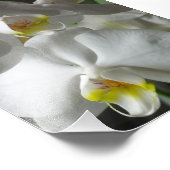 Photo Impression photographique Orchidées blanches (Coin)