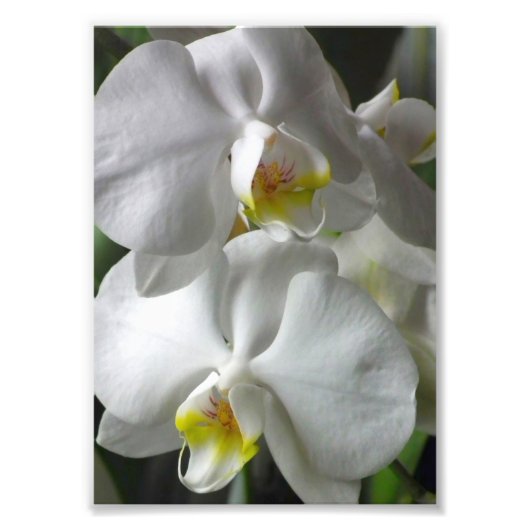 Photo Impression photographique Orchidées blanches (Devant)