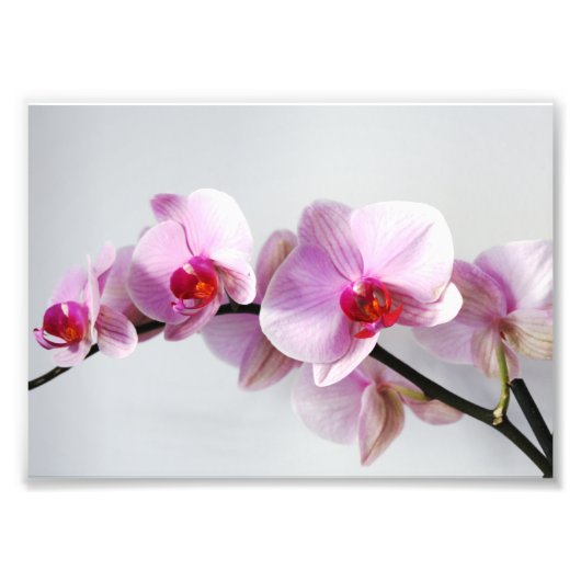 Photo Impression photographique Orchidées roses (Devant)