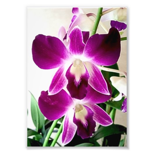 Photo Impression photographique Orchidées violettes (Devant)
